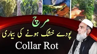 How to manage collar rot disease of chilies | Crop Reformer