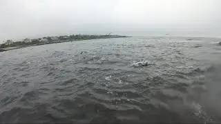 CRAZY Striper Blitz - Fish Everywhere! Shore Fishing Rhode Island 2020