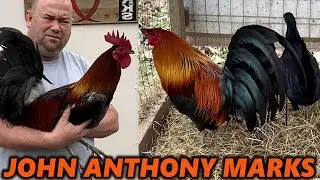 МАРК МАГ АСИЛ Джон Энтони Маркс Красивые птицы Техас