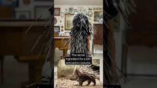 The quickest way to make a DIY porcupine costume (in my humble opinion)! Super fun Halloween costume