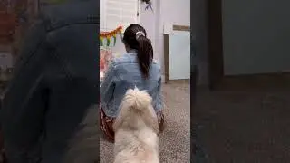 shorts#Animals funny video #ytshorts