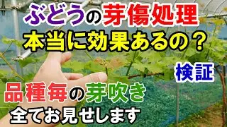 【検証】ぶどうの芽傷処理って本当に効果があるの？　色んな品種の芽吹き結果　全てご紹介します