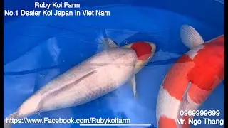 Nogyosai koi show lần thứ 58.