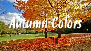 【作業用BGM】 紅葉と日本の伝統色でめぐる、秋の彩りの旅  🍁 Uplifting Morning Music with Autumn Colors 🍂