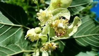 Tilia platyphyllos (Broadleaf lime)
