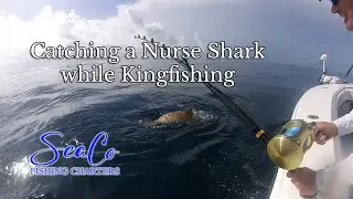 Catching Kingfish and a Nurse Shark (safely released)