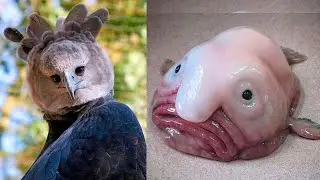 10 STRANGE ANIMALS With HUMAN Characteristics