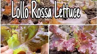 LOLLO ROSSA LETTUCE | Blooming Lettuce!