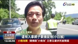 不肖人士持漁網疑追捕小白猴被識破