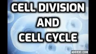 Cell Cycle and Cell Division- Explained!| school-o-sophy