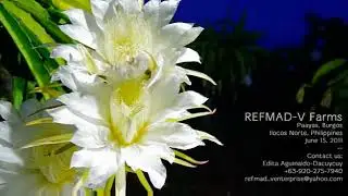 Refmad Farm Blooming Flower