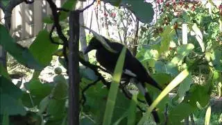 A Bird Eating the Figs