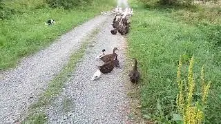 border collie herding geese and ducks