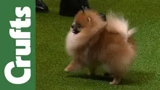 Group Judging (Toy) and Presentation - Crufts 2012