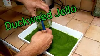How to make duckweed Jello for your fish.