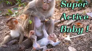 🔴 Daily Monkey Update: Baby Parker Loves Playing on Tree Branch | Mama Pinka Nearby