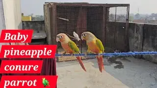 Baby pineapple conure parrot is flying in the sky.    Pineapple conure parrot