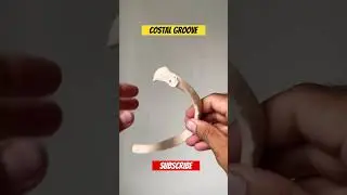 Costal Groove #viral #youtubeshorts #draqilshah #anatomy #grossanatomy #viralvideos