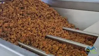 Dried Apricot Washing , Cleaning , Calibreting/Sizing Factory Plant P1 Industrial ⚙️
