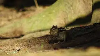 Indian Palm Squirrel#nature #bbcearth #nationalgeographic #wildlife #animalplanet #discovery