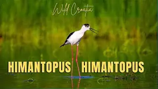 The black-winged stilt (Himantopus himantopus)