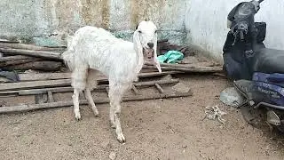 8179144771 Top quality  patira female available Akbar goat farm per offer hai 😱