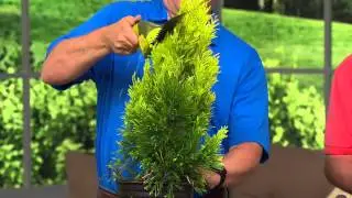 Sun Joe 7.2V Lithium-Ion Cordless Hedge Trimmer & Grass Shear with Dan Hughes