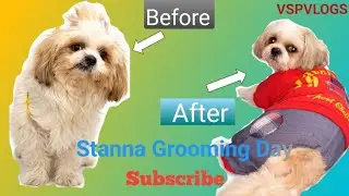 Stanna Grooming Day Before/After Maze Dar Vidio || Pet Grooming || Day 137