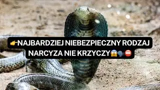 💚 NARCYZ👉Najbardziej niebezpieczny rodzaj NARCYZA nie krzyczy😱🗣️⛔️