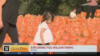 Fog Willow Farms, 9am