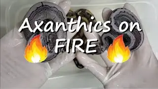 Fire Pinstripe Axanthic Clutch Update