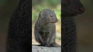 Mongoose sound