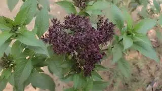 NiazboTulsi Niazbow Basil Plant Care & benefits In Urdu And Hindi. |#naizbo