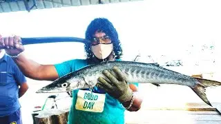 Barracuda Fish Cutting Skills