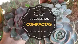 Suculentas Compactas.🪴🌵