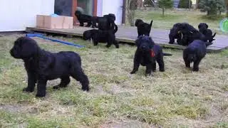 briard puppies 7 weeks old from BUHLBINO kennel