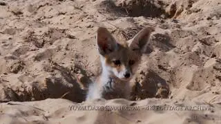 Arabian fox cub גור שועלים מציץ מהמאורה