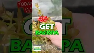 🚨 50% OFF 🚨 Bacopa Caroliniana Yellow Flame 🔥 Today Only (1/14/26)