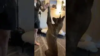 Бельгийская овчарка малинуа даёт &laquo;пять&raquo;! 🖐️