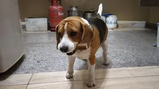 Moglee the Beahle trying to hide his chew stick