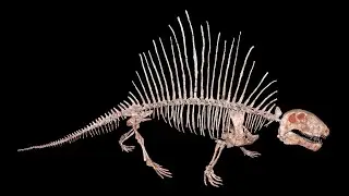 Sculpture Showcase: Dimetrodon limbatus 
