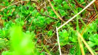 Near endemic, Asthenes perijana , Perija Thistletail, Perij&aacute; Thistletail, Perija Birding