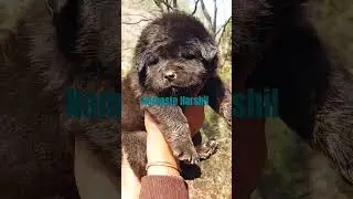 male bhotia dog  टॉप क्वालिटी #bakarwal dog &हिमालयन शीप डॉग @namasteharshil