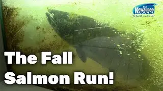 Fall Fish Run 2025 in Kewaunee County!