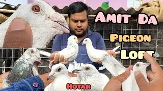 Amit Mondal Madrasi pigeons loft from Hotar Jhinki hat. 6291407787😱😱😱