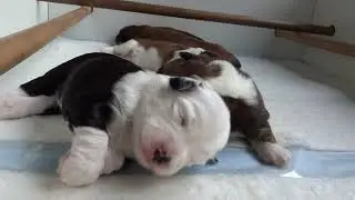 pups negende nestje : 3de week