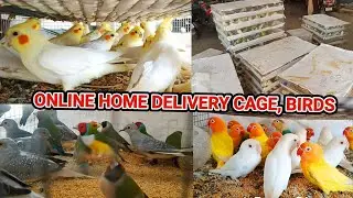 Online all india home delivery //  online bird delivery // online parrot  birds cage home delivery 