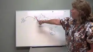 Heartworm Life Cycle