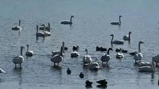 20260110 多々良沼白鳥
