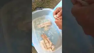 Horseneck Clam meat prep #shorts #short #shortsvideo #shortvideo